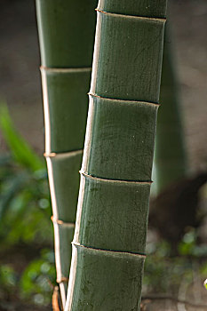 soi cau 29