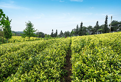 xổ số vũng tàu trực tiếp