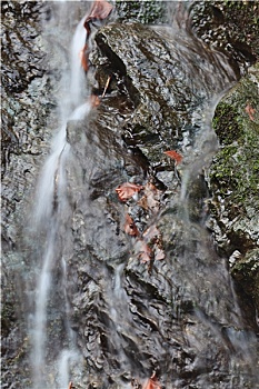 bac cau soi 288