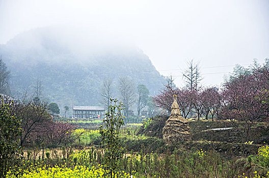 soi cau mb bach thu lo