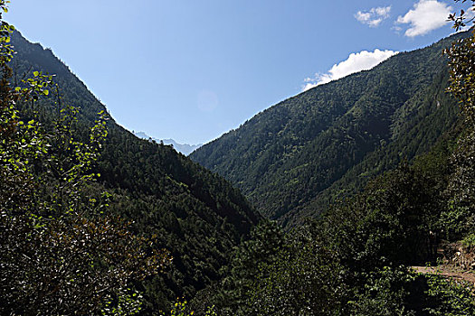 bạch thu lo