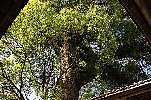 soi cau nha cai