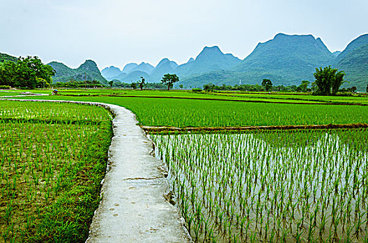 tổng đài soi cầu lô đề