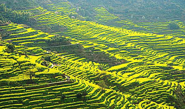 lo kep ngon