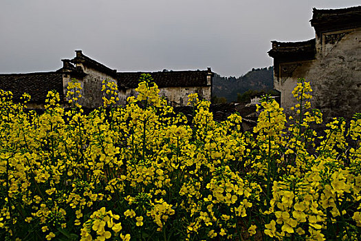 xổ số cần thơ hôm nay