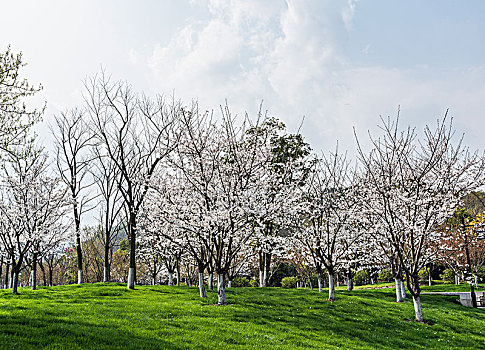 bạch thủ lô mb