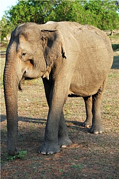 bạch thủ hôm nay