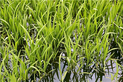 hướng dẫn cách đánh lô đề
