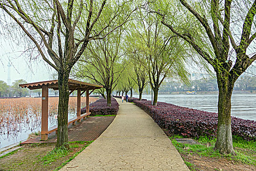 lô bạch thủ