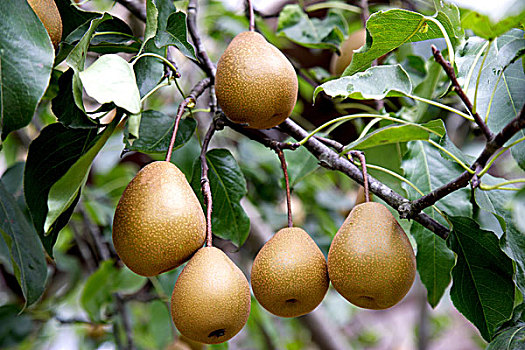 soi cau xo so kon tum