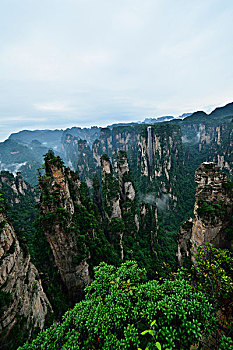 xs rong vang bach kim