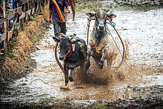 soicau bachthu de