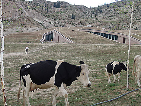 soi cau ve ca cap