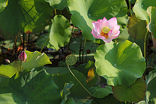 soicau 247 net bach thu khung ngay