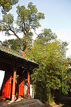 cau gio vang