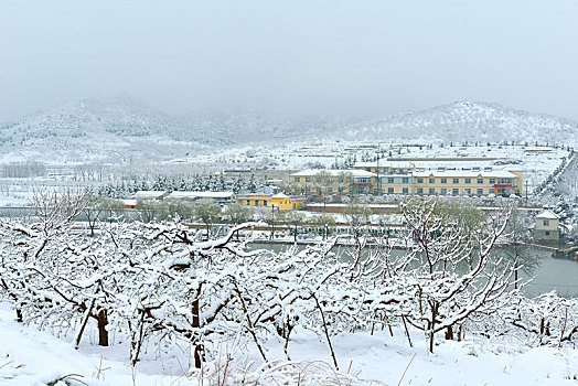 cau lo bach thu khung 3 ngay