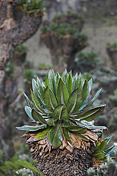 xosokienthiet