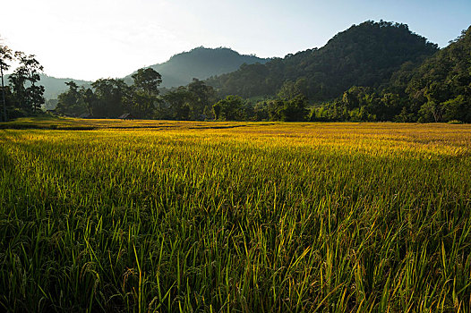 soi cau rong bach kim 2 nhay