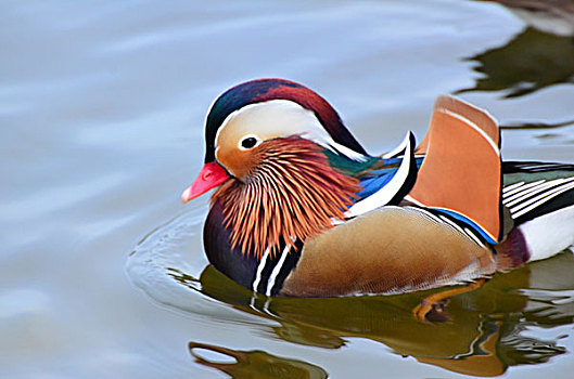 bắt lô trượt