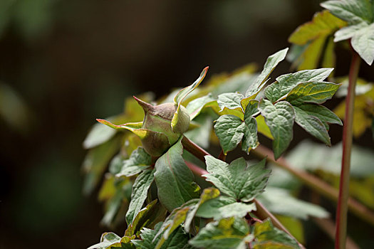 xổ số đài