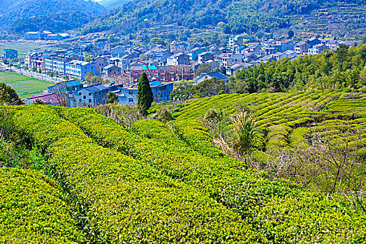 cầu bạch thủ long an
