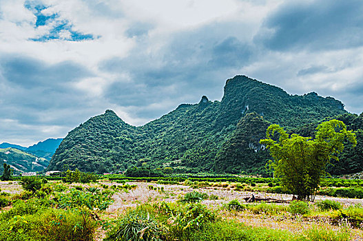 soi cau mien bac bach thu