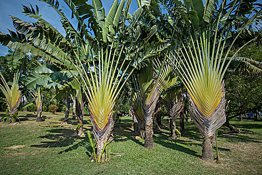 sx ca mau