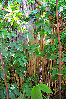 soi cau xs mien nam