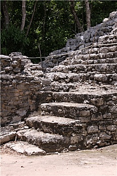 bạch thủ miền bắc
