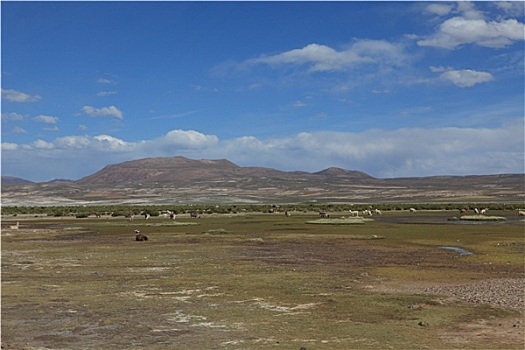 soi câu miễn phí