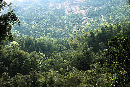 bạch thủ 666