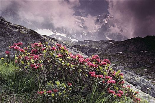 bach thu de ngay mai