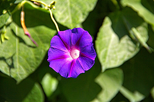 dự đoán xổ