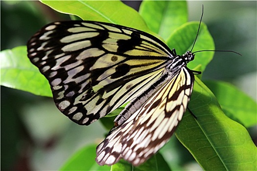 soi câu miền bắc