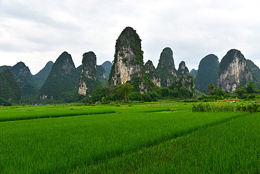 soi cau 8746