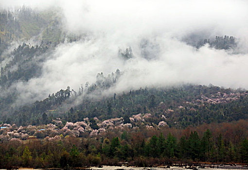 xem rong bach kim