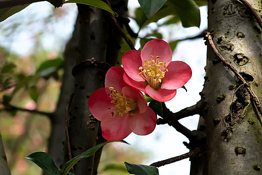 bạch thủ đề miễn phí
