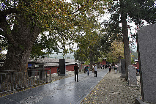 soi cau bach thu sieu chuan
