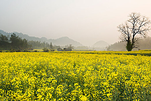 soi lô bạch thủ hôm nay