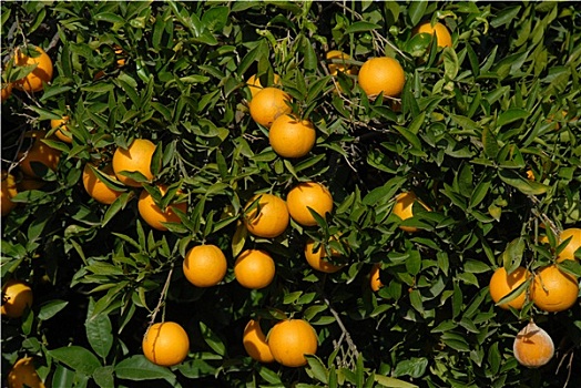 soi cầu lộc phát 999