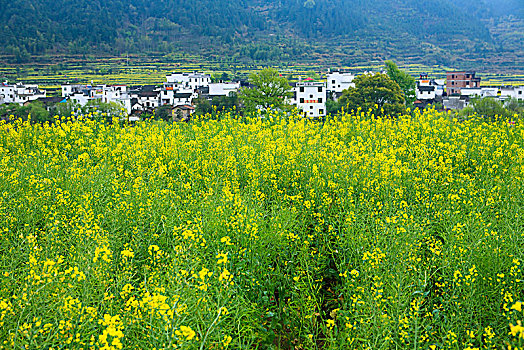 du doan rong bach kim