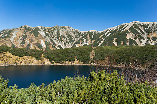 cho gà ăn gì trước khi đá