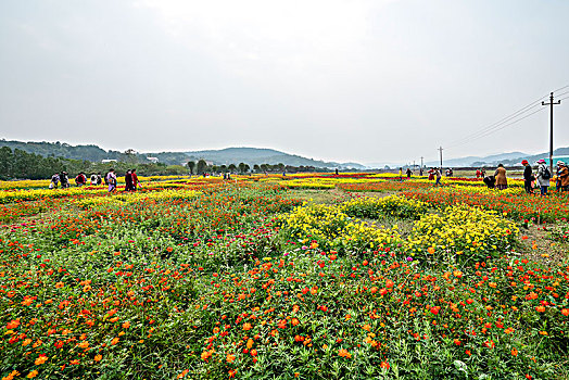 xổ số kiến thiết bình dương