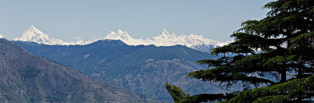 soi câu rong bach kim