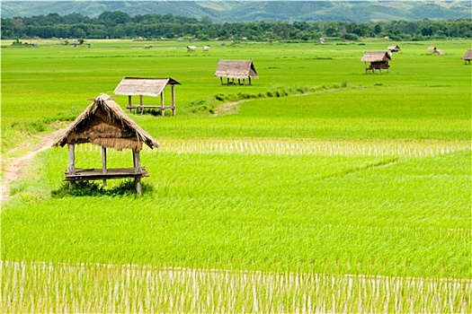 xổ số thứ năm