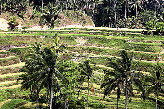 bạch thủ đề mb