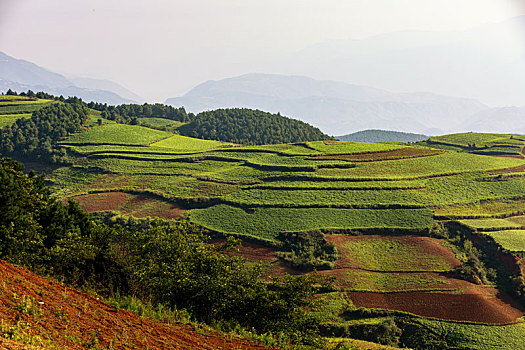 rong bach
