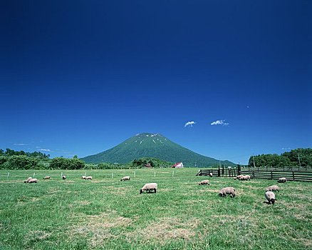 soi cau chuan mjsa