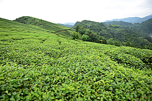 cầu lô bạch thủ