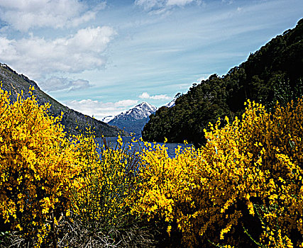 rong bach